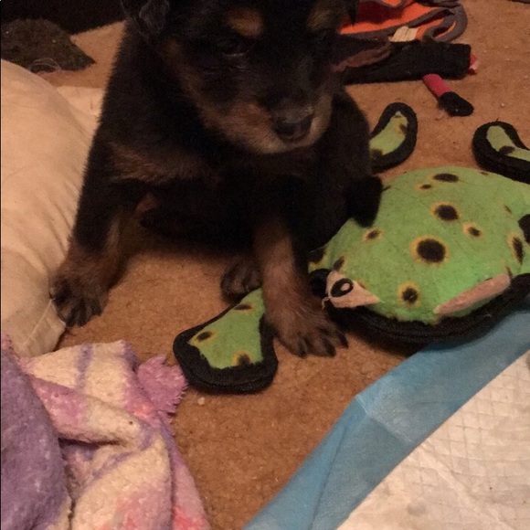 No Trades For Our Items; But We Will Take Offers! - Picture 6 of 8